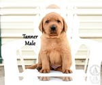 Small #3 Labrador Retriever