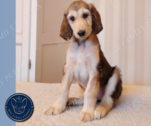 Afghan Hound Puppy for sale in CHEYENNE, WY, USA