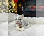 Puppy Turbo French Bulldog