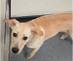 Small #3 Labrador Retriever