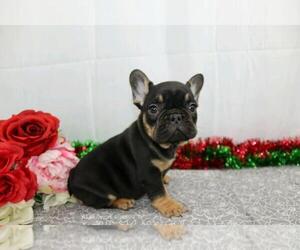 French Bulldog Puppy for sale in FREDERICKSBG, OH, USA