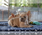 Small Photo #15 French Bulldog Puppy For Sale in VALLEJO, CA, USA