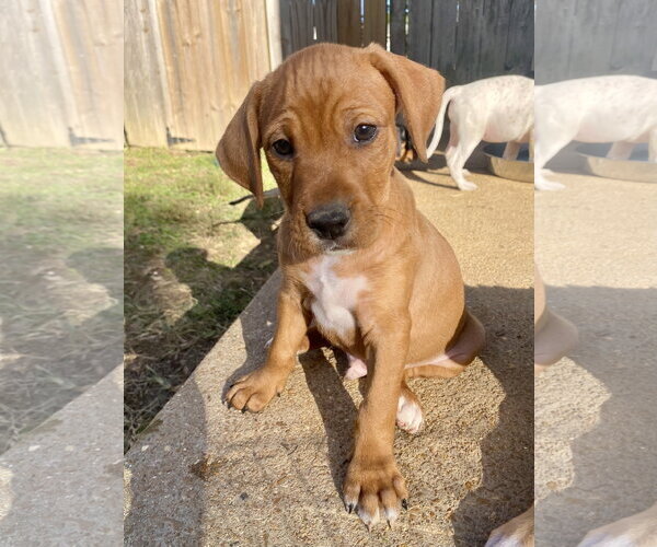 Medium Photo #2 Mutt Puppy For Sale in Hillsboro, MO, USA