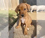 Small Photo #2 Mutt Puppy For Sale in Hillsboro, MO, USA