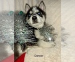 Small Photo #21 Siberian Husky Puppy For Sale in WASHBURN, WI, USA