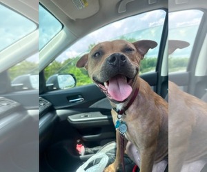 American Pit Bull Terrier-Unknown Mix Dogs for adoption in Germantown, OH, USA
