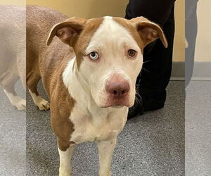 Mutt Dogs for adoption in Low Moor, VA, USA