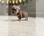 Small #7 French Bulldog