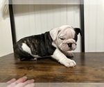 Small Photo #3 English Bulldog Puppy For Sale in Shelbyville, IL, USA