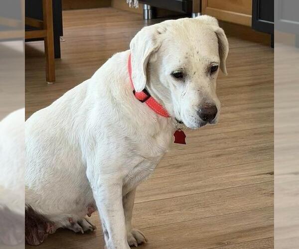 Medium Photo #7 Labrador Retriever-Unknown Mix Puppy For Sale in San Diego, CA, USA
