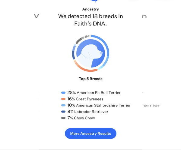 Medium Photo #9 Labrenees Puppy For Sale in The Woodlands, TX, USA