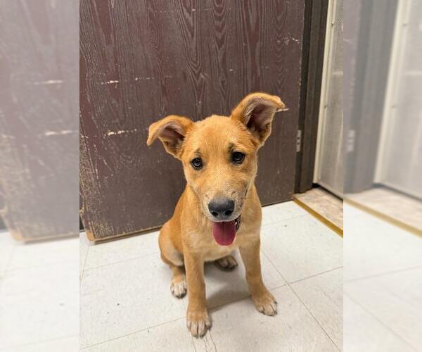 Medium Photo #4 German Shepherd Dog Puppy For Sale in Parlier, CA, USA