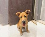 Small #3 German Shepherd Dog