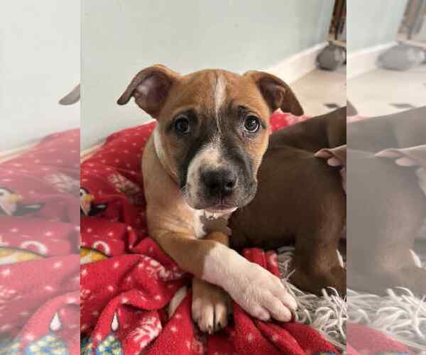 Medium Photo #7 American Staffordshire Terrier-Unknown Mix Puppy For Sale in Holly Springs, NC, USA