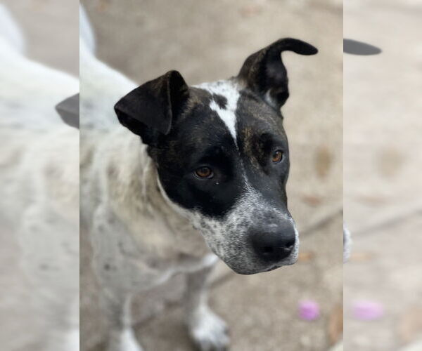 Medium Photo #3 American Bulldog-Unknown Mix Puppy For Sale in Dana Point, CA, USA
