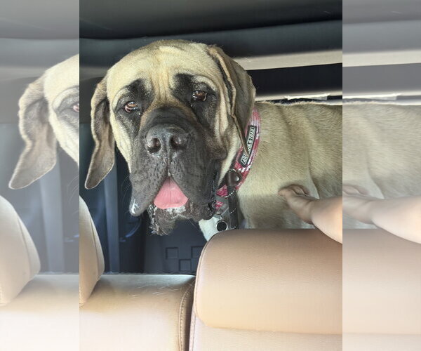 Medium Photo #4 Mutt Puppy For Sale in Goodyear, AZ, USA
