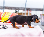 Small #3 Dachshund