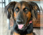 Small Photo #29 German Shepherd Dog-Unknown Mix Puppy For Sale in Lake Forest, CA, USA