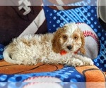 Small Photo #5 Cocker Spaniel-Poodle (Miniature) Mix Puppy For Sale in LEOLA, PA, USA