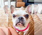 Small #3 French Bulldog