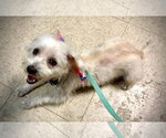 Small Shih Tzu Mix