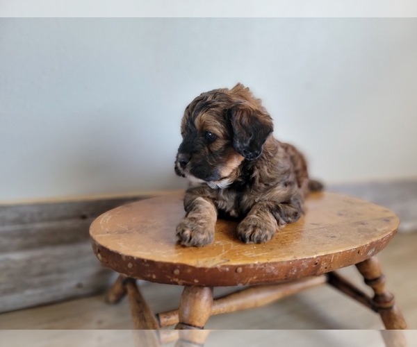 Medium Photo #11 Miniature Bernedoodle Puppy For Sale in CUBA CITY, WI, USA