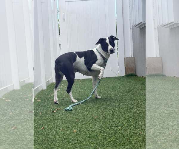 Medium Photo #5 Mutt Puppy For Sale in Pompano Beach , FL, USA