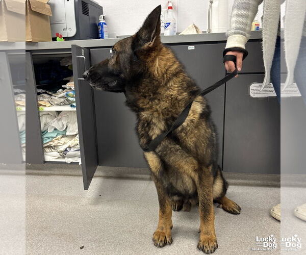 Medium Photo #2 German Shepherd Dog-Unknown Mix Puppy For Sale in Washington, DC, USA