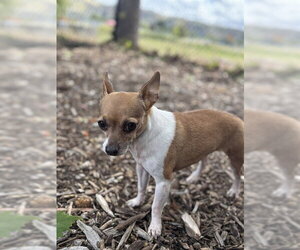 Chihuahua Dogs for adoption in Fremont, CA, USA