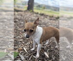 Small Chihuahua