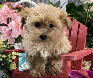 Maltipoo (Toy) Puppy for sale in CANOGA, NY, USA