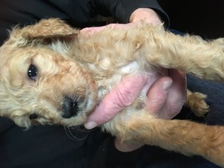 Labradoodle Puppy for sale in WADSWORTH, OH, USA