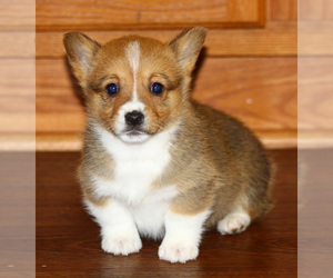 Pembroke Welsh Corgi Puppy for sale in SOLDIER GROVE, WI, USA