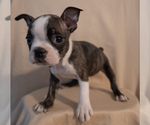 Small #9 Boston Terrier