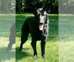 Small Photo #3 German Shepherd Dog-Unknown Mix Puppy For Sale in Woodbury, NY, USA