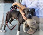 Small #2 American Pit Bull Terrier Mix