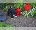Small #2 Shih-Poo