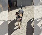 Small #16 Coonhound