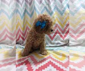Poodle (Miniature) Puppy for sale in BLOOMFIELD, IN, USA