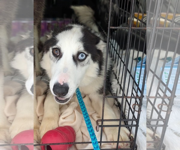 Medium Photo #6 Siberian Husky Puppy For Sale in Holly Springs, NC, USA