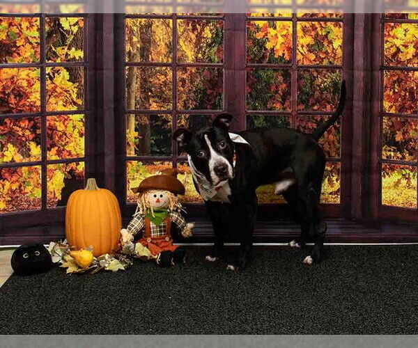 Medium Photo #2 Boxer-Unknown Mix Puppy For Sale in Sanford, FL, USA