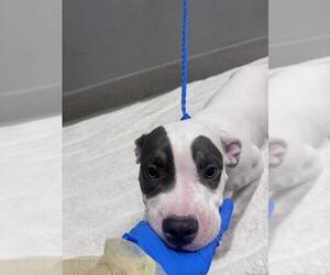 Mutt Dogs for adoption in Las Vegas, NV, USA