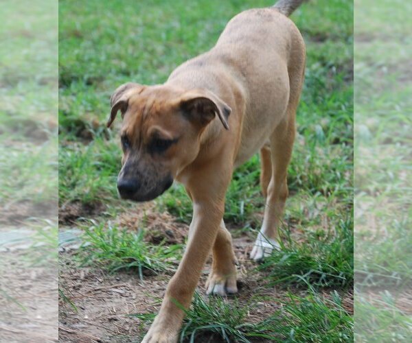 Medium Photo #13 Catahoula Leopard Dog-Unknown Mix Puppy For Sale in Spring, TX, USA