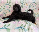 Puppy Oreo Goldendoodle