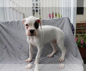 Boxer Puppy for sale in SHILOH, OH, USA