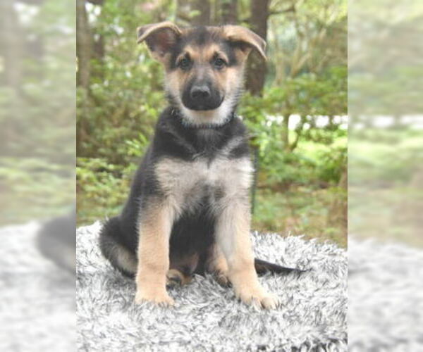 Medium Photo #2 German Shepherd Dog Puppy For Sale in FRIENDSWOOD, TX, USA
