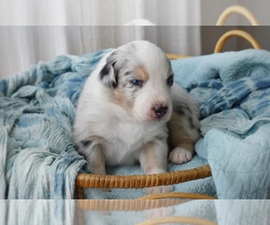 Australian Shepherd Puppy for sale in GROVETOWN, GA, USA