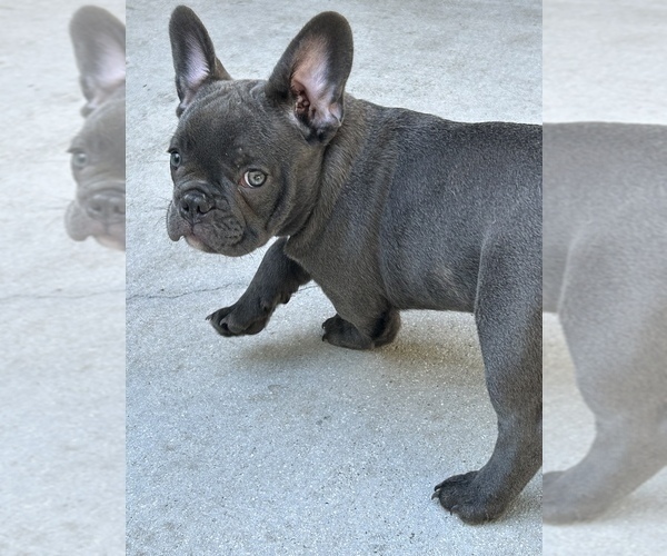 Medium Photo #7 French Bulldog Puppy For Sale in MIAMI, FL, USA