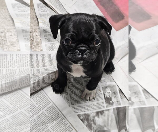 Medium Photo #3 Pug Puppy For Sale in Agoura Hills, CA, USA