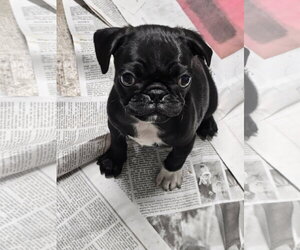 PEGGY SUE - Female Pug Dog for Adoption - Photo #3